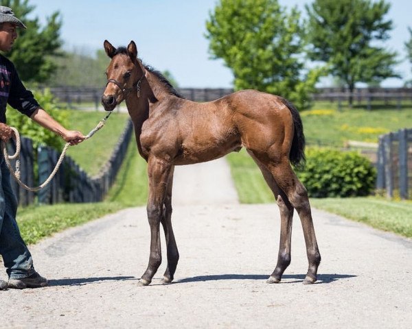 Pferd Stute von Mastery xx (Englisches Vollblut, 2019, von Mastery xx) Pferd Stute von Mastery xx (Englisches Vollblut, 2019, von Mastery xx)