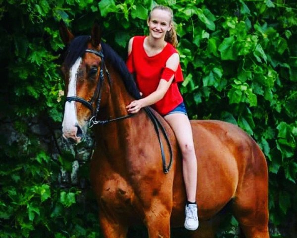 Hest Quiri Von Hof CH (Schweizisk varmblod, 2011)