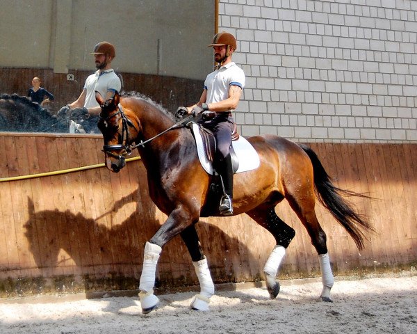 horse Belmiro 7 (Oldenburg, 2013, from Bretton Woods)