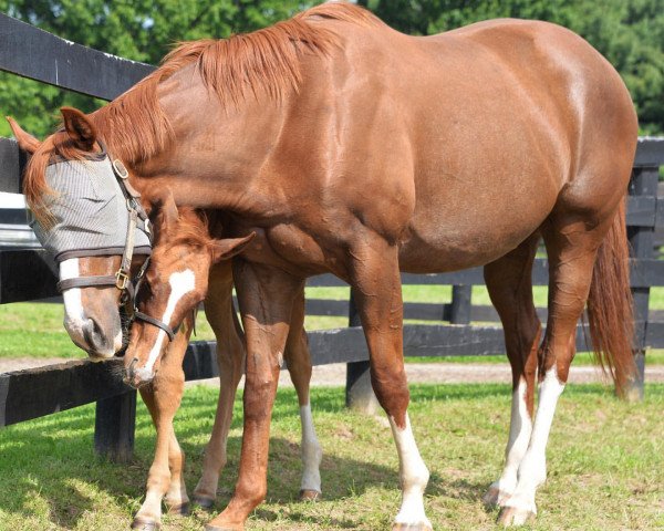 horse Stute von Curlin xx (Thoroughbred, 2019, from Curlin xx)