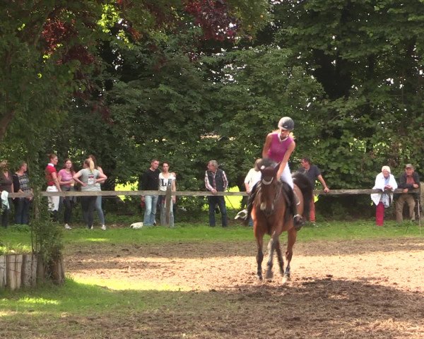 Reitturnier Petershagen-Eldagsen 2016