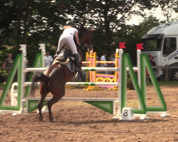Reitturnier Petershagen-Eldagsen 2016