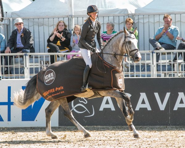 stallion Tornado Mt (Holsteiner, 2014, from Tornesch) stallion Tornado Mt (Holsteiner, 2014, from Tornesch)