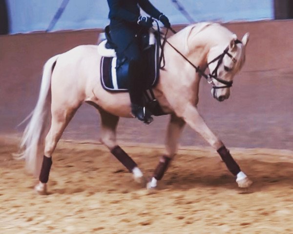 Dressurpferd Winterzauber 9 (Deutsches Reitpony, 2013, von Wilky May FH)
