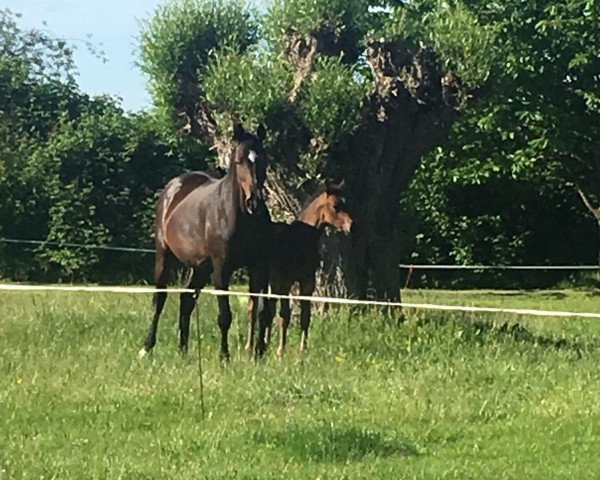 broodmare Merlind (German Sport Horse, 2003, from Depardieu 11)