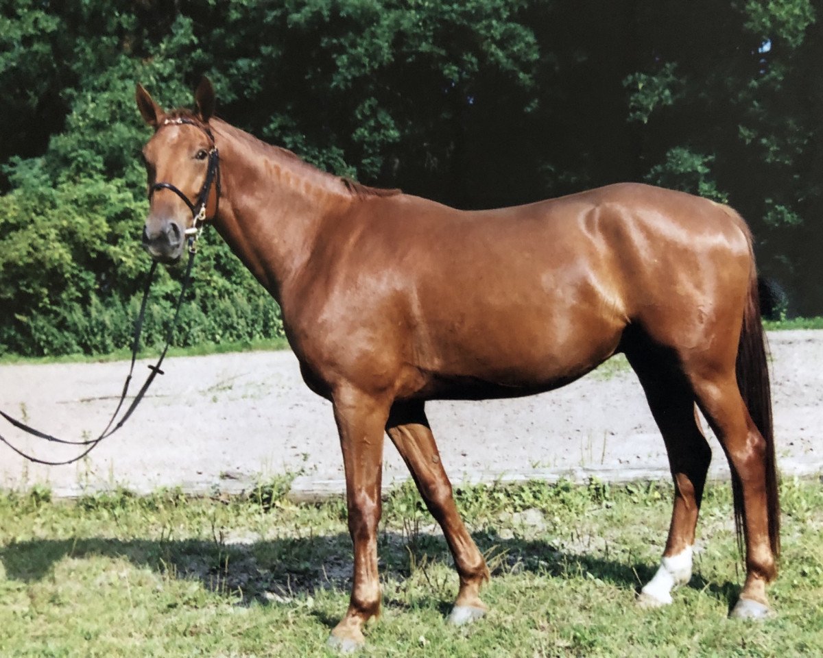 horse Gorden Keeps Cool (Mecklenburg, 1998, from Golden Miller)