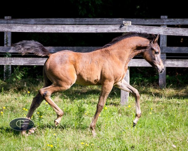 horse Mehdi el Kanz CF (Arabian purebred, 2015, from Kanz Al Bidayer ox)