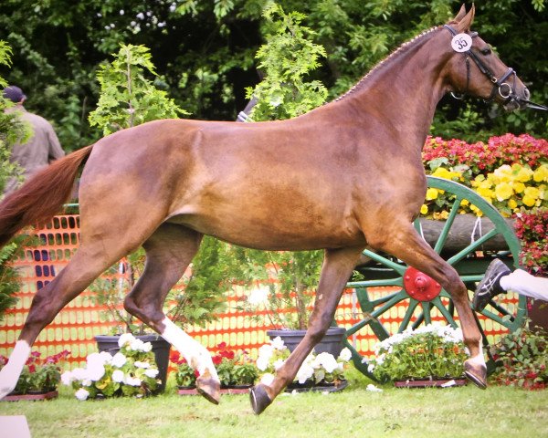 broodmare Rania (Rhinelander, 2013, from Riccio)