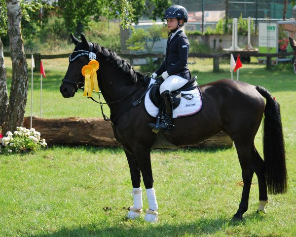 Springpferd Sunshine's Nala (Deutsches Reitpony, 2013, von Nutrix)