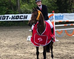Springpferd C'Est Bon Cherie (Holsteiner, 2012, von Clarimo Ask)
