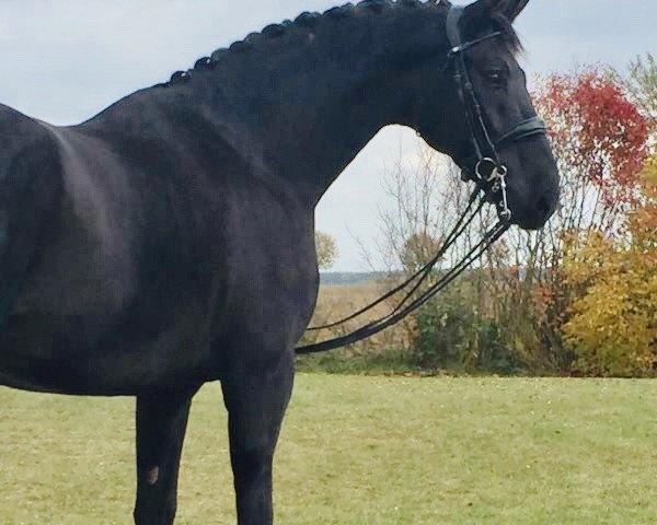 dressage horse Davos 72 (Bavarian, 2010, from Desperados FRH)