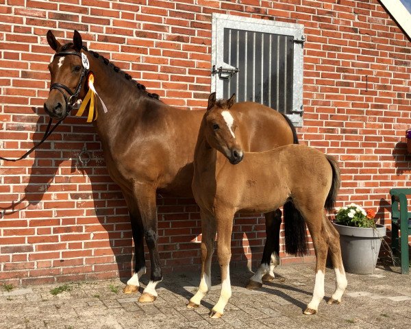 horse Goldbachs Hilka (German Riding Pony, 2019, from DSP Cosmo Royale)