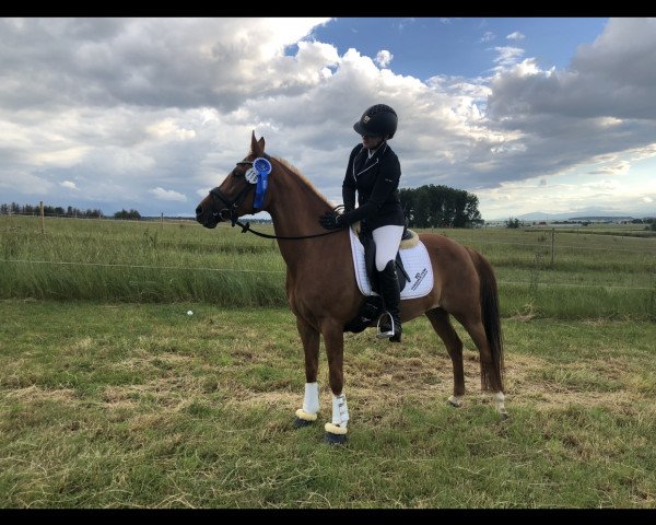 dressage horse Donnerfee (German Riding Pony, 2009, from Saipan)