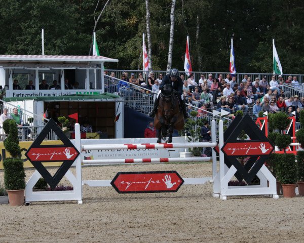 jumper Dirty Diana FS (Westphalian, 2014, from Diarado)