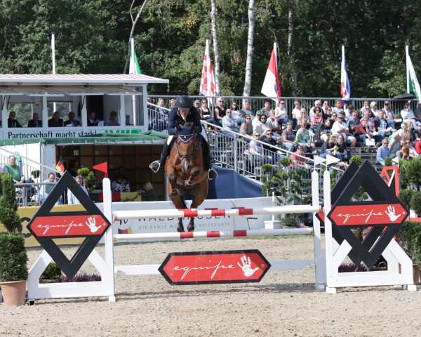 jumper Caribo (Westphalian, 2014, from Carrico)