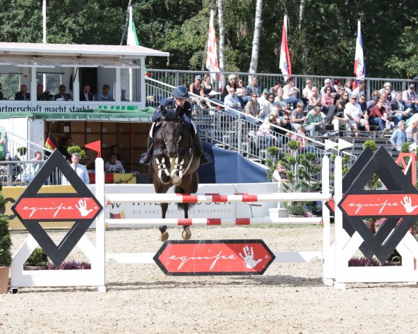 broodmare Darena (Westphalian, 2014, from Diarado)