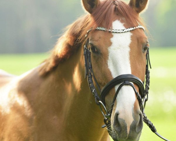 broodmare Pocahontas K (German Riding Pony, 2012, from Dornik B)
