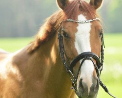 Broodmare Pocahontas K (German Riding Pony, 2012, from Dornik B)