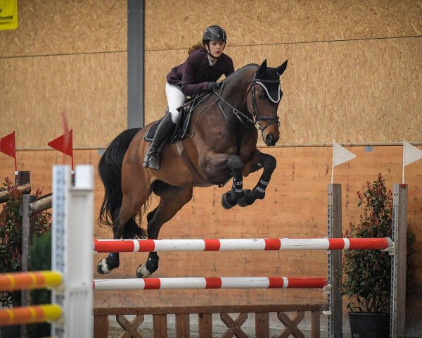 jumper Kasanova de Planeyse (Swiss Warmblood, 2006, from Karacondo)