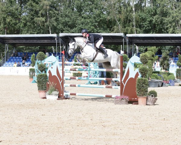 jumper Cordessco (Westphalian, 2014, from Cordess 2)