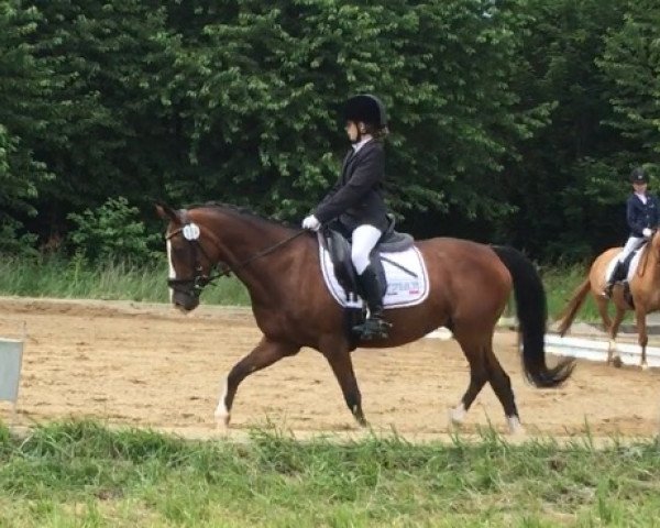 Zuchtstute Donja (Deutsches Reitpony, 1995, von Dornik B)