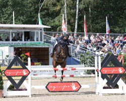 jumper Coockie 5 (Hanoverian, 2014, from Christian 25)