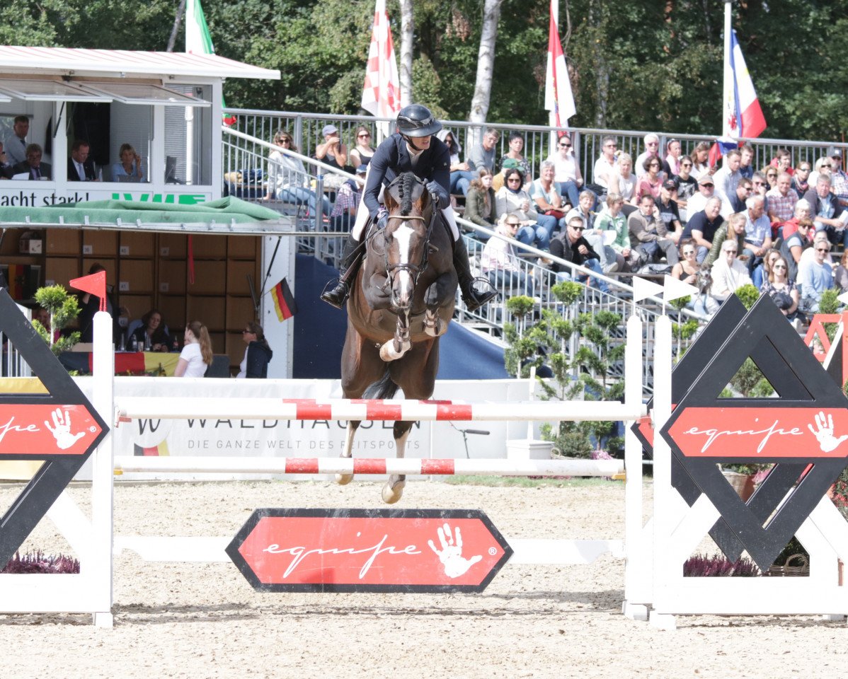 stallion Cieran (Holsteiner, 2014, from Casall Ask)