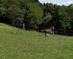 Pferd Hengst von Cashmere / Pik Labionics (Westfale, 2019, von Cashmere)