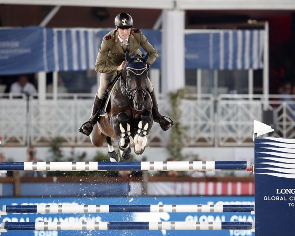 stallion Cinsey (Hanoverian, 2007, from Contendro I)