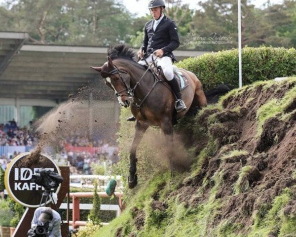 jumper Lammy Beach (Irish Sport Horse, 2008, from Beach Ball)