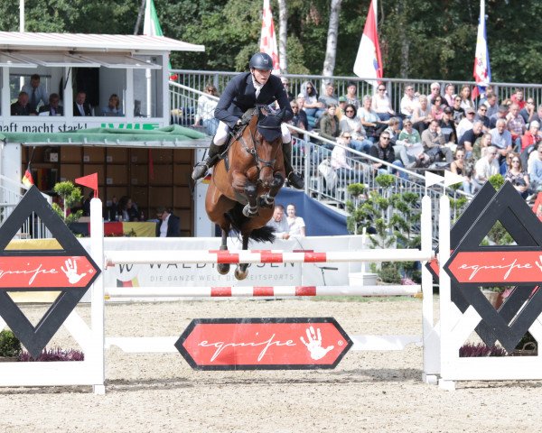 Springpferd Chocolate 99 (Holsteiner, 2014, von Casalito)