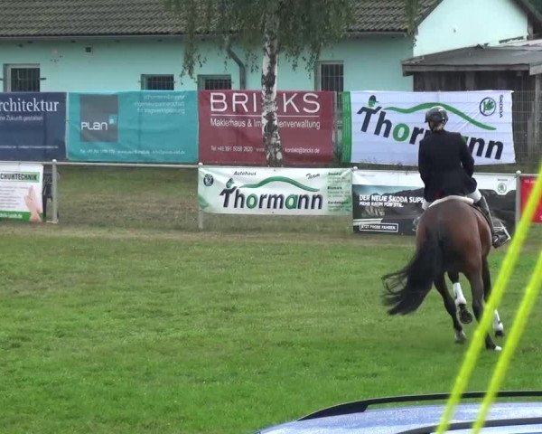 Reitturnier Gardelegen 2016