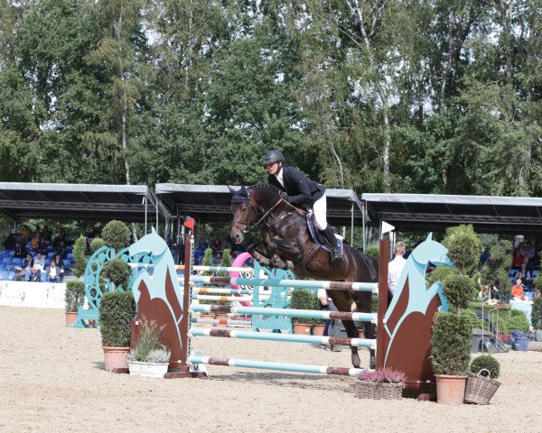 stallion Sam Von Briesen (German Sport Horse, 2014, from Sandro's Adel)