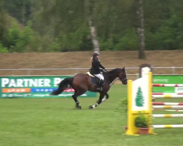 Reitturnier Gardelegen 2016