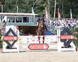 jumper Messuletto PS OLD (Oldenburg show jumper, 2014, from HH Messenger)