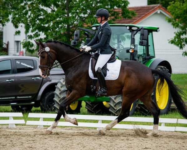 dressage horse Dan Brown 4 (German Sport Horse, 2014, from Divero) dressage horse Dan Brown 4 (German Sport Horse, 2014, from Divero)
