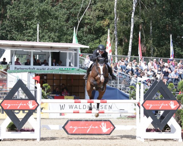 Springpferd Hh Medarco PS (Oldenburger Springpferd, 2014, von Messenger)