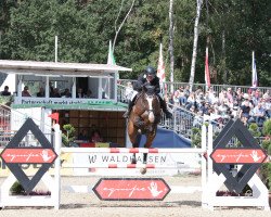 jumper Hh Medarco PS (Oldenburg show jumper, 2014, from Messenger)