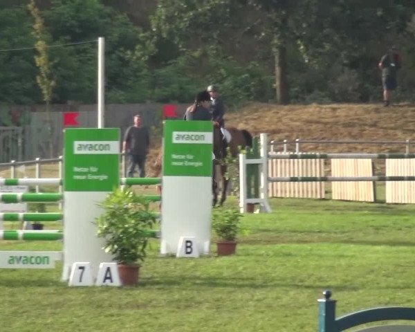 Reitturnier Gardelegen 2016