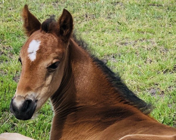 horse Nobeltje (German Riding Pony, 2019, from Nobel Nagano NRW)