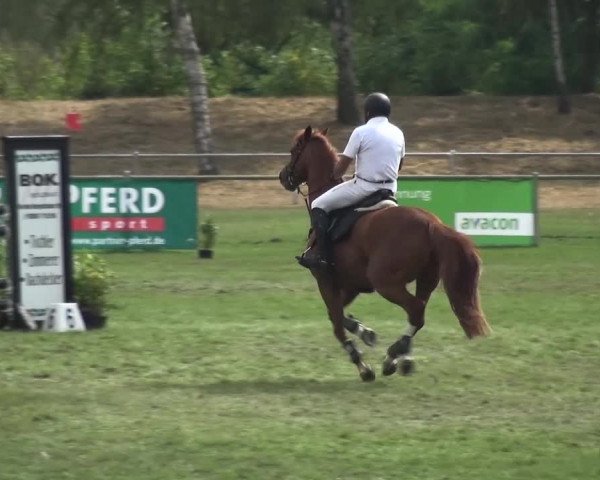 Reitturnier Gardelegen 2016