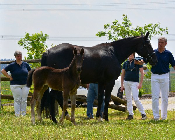 horse Stute von Don Martillo / Florestano (German Sport Horse, 2019, from Don Martillo)