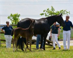 horse Stute von Don Martillo / Florestano (German Sport Horse, 2019, from Don Martillo)