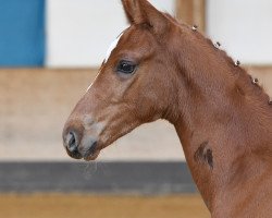 Pferd Ferragni (Deutsches Sportpferd, 2019, von Damon Hill)