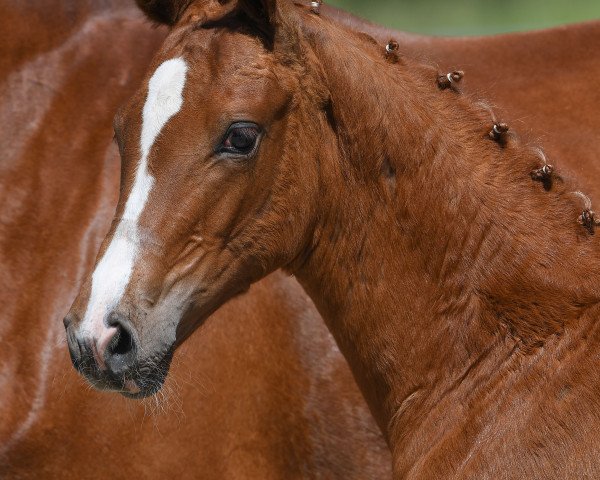 horse Stute von Quantensprung / Carlando I (German Sport Horse, 2019, from Quantensprung 3)