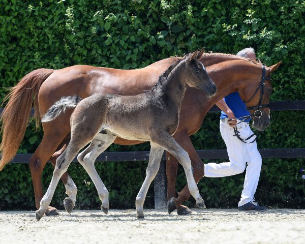 horse Hengst von Lord Loxley I / In Flagranti (German Sport Horse, 2019, from Lord Loxley I)