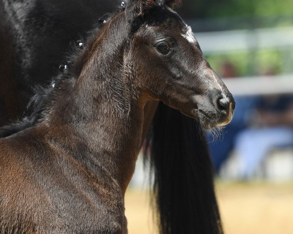 horse La Bonita 89 (German Sport Horse, 2019, from Bon Coeur)