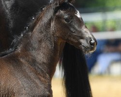 Pferd La Bonita 89 (Deutsches Sportpferd, 2019, von Bon Coeur)