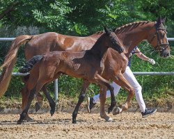 Pferd Dallas Boy Melloni (Deutsches Sportpferd, 2019, von Dallas VDL Z)