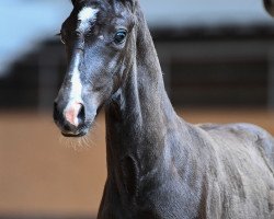 Pferd Hengst von Don Olymbrio L / Damsey (Deutsches Sportpferd, 2019, von Don Olymbrio)